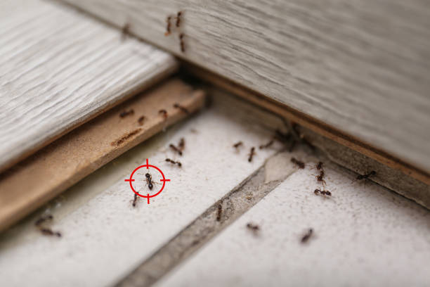 Insect Control in Charles City, IA